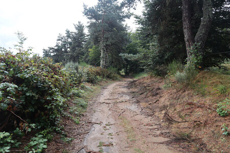 2024_09_05 De Langogne à La Bastide-Puylaurent, IMG_7491 Le sentier entre Brugeyrolles et La Pérounette