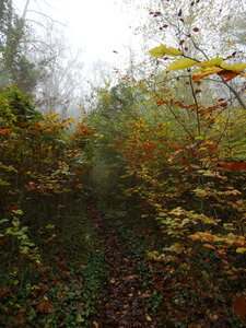 les hauts du Val Suzon le 7 novembre 2024, P1080170