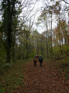 les hauts du Val Suzon le 7 novembre 2024, P1080176