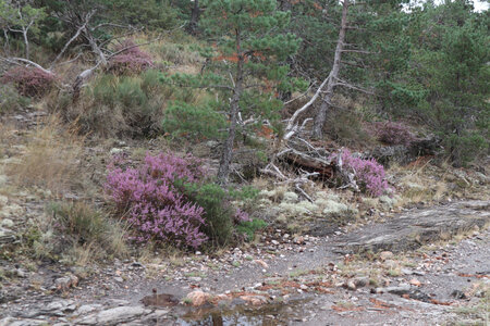 2024_09_06 De La Bastide-Puylaurent à La Garde-Guérin, IMG_7622 Entre la Molette et les enclosures d’Aiguemasses