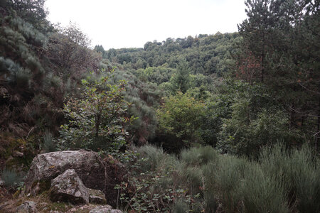 2024_09_06 De La Bastide-Puylaurent à La Garde-Guérin, IMG_7661 La combe du ravin de la Baume Rouge